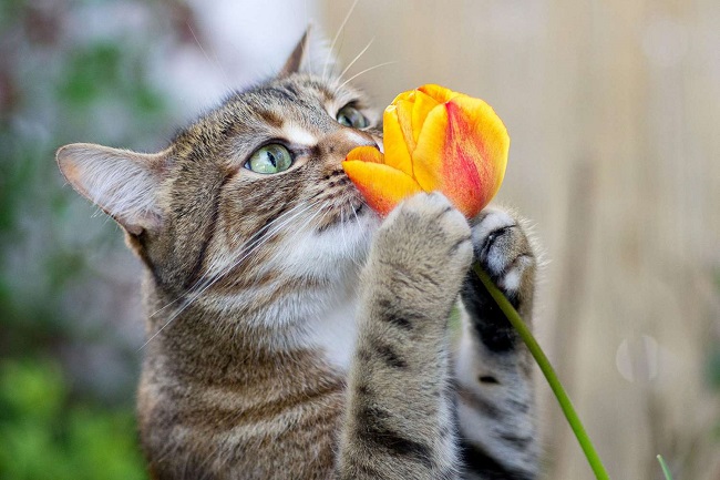 Are Tulips Toxic To Cats?