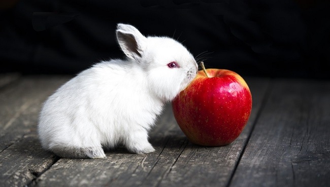 Can Bunnies Eat Apples?