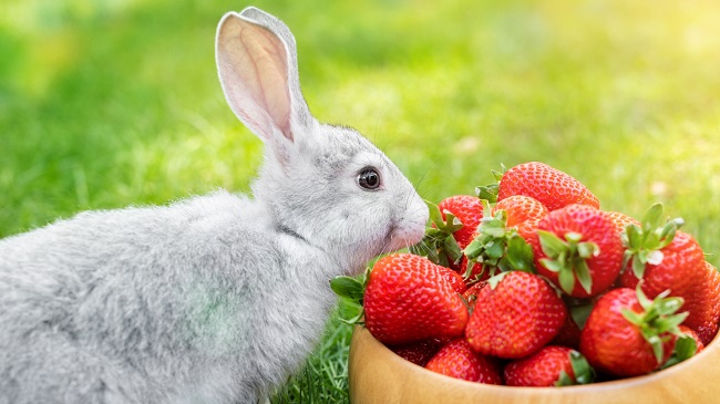 Can Rabbits Eat Strawberries?