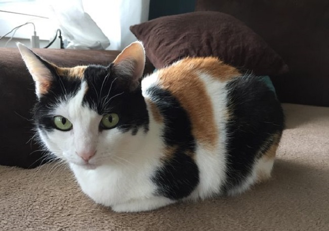 Why Do Cats Loaf