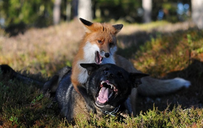 Will a Fox Attack a Dog?